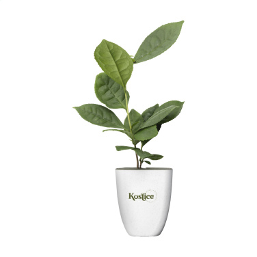 Logotrade advertising product image of: Treemore Letterbox Trees Tea plant