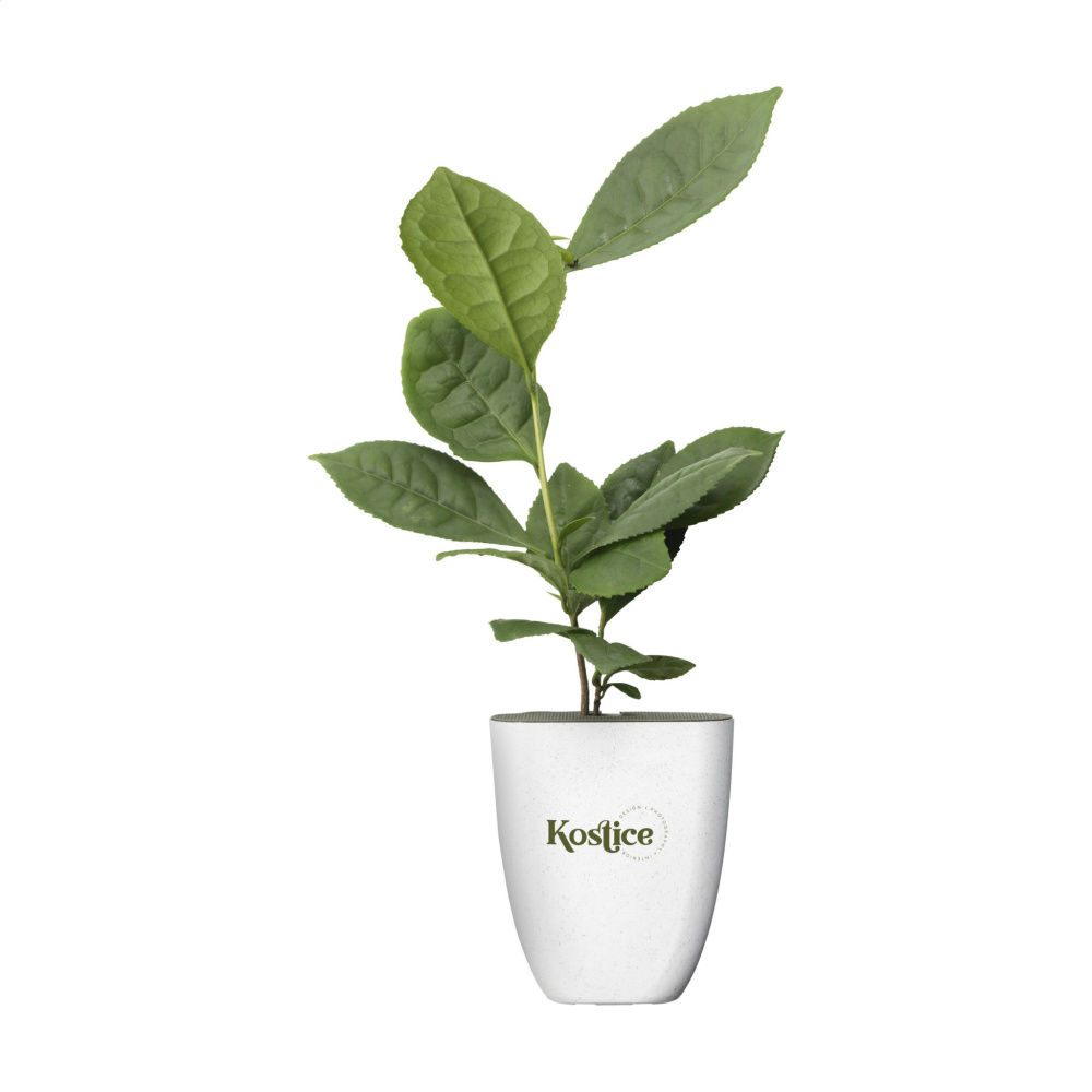 Logotrade promotional merchandise picture of: Treemore Letterbox Trees Tea plant