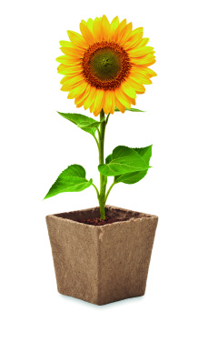 Logotrade corporate gift image of: Sunflower growing kit